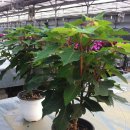 장진천길 이미지