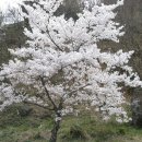 벚나무 이미지