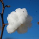 목화산업
