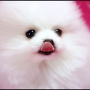 몽글몽글 Daum카페