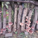 산성농장 이미지