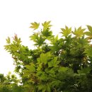 지인골프크럽 이미지