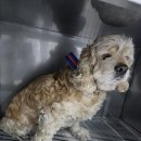 제니스동물병원 이미지