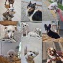 케니애견돌봄센터 이미지