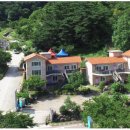 지리산황금나무 이미지