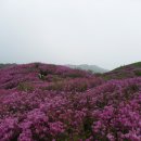 (제258차)2016년 5월14일 남원 봉화산 철쭉꽃 산행변경후 바래봉 철쭉꽃 산행 이미지