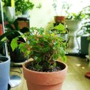 핑크보따리 이미지