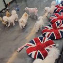 개털깍는 사랑이네 이미지