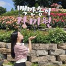 부천북고등학교 | 부천 백만송이장미원 장미축제 주차장 후기 🌹