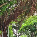 미쯔이 힐링스토리 | 2023년 4월 말 대만 날씨_공항철도 이지카드 단수이 타이난 당일치기 여행 국립타이완대학교