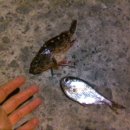 법환동-16 이미지