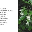 353 야생 블랙체리, Wild black cherry 이미지