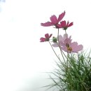 아름다운 이미지