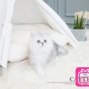 뒹굴뒹굴고양이 이미지