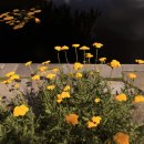 연못가든 이미지