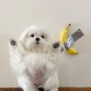 뽀시래기 이미지