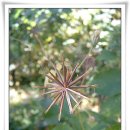 도깨비풀 이미지