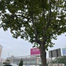 4공단로1L-59 | 🇨🇳 중국 칭다오 이온마트 쇼핑 및 기념품 선물 추천 [휴지/원장맥주/강소백/키카오 결제]