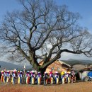 완도 장좌리 당제 및 당굿 이미지