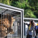 10월 5일 김건희 여사는 청주동물원 현장을 방문했습니다. 이미지