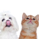 24시 송도힐 동물메디컬센터 이미지