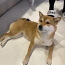 멍바라기 이미지