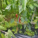 삼소통나무집 이미지