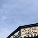 블라썸모먼트 이미지