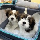 화사하개 이미지