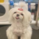 아스타펫살롱 이미지