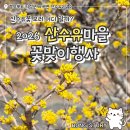 본마을2길 5 | 의성 산수유마을 꽃맞이행사 후기, 직접 다녀온 봄 풍경