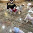 함께할 개 이미지