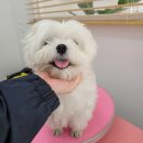 토비네 살롱 이미지