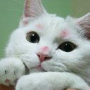커몽 Daum카페