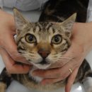 중동우리아이동물병원 이미지