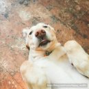 언니네 애견미용실 이미지