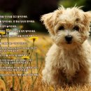 퍼피앤독 이미지