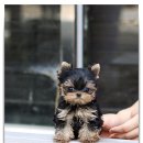 김제강아지 이미지