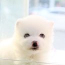 꼬마애견 이미지