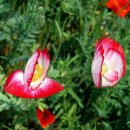 행복나무 이미지