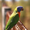 레인보우 앵무 이미지