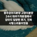 강아지 사랑 | 광주강아지분양 고양이분양 24시 데려가개본점에서 강아지 입양한 후기, 진짜 사랑스러움이었음