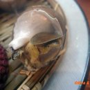 Flametree_ 이미지