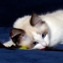 고양이샵 이미지