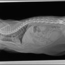 유석동물병원 이미지