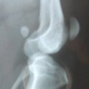 위니펫동물병원 이미지