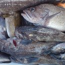 피싱랜드 이미지