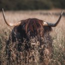 제일동물약품 이미지