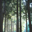 성주산자연휴양림 이미지