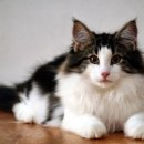 고양이숲 이미지